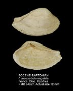 EOCENE-BARTONIAN Cuneocorbula angulata